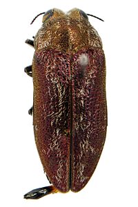 Ethonion leai, PL0780A, male, from Dillwynia hispida, MU